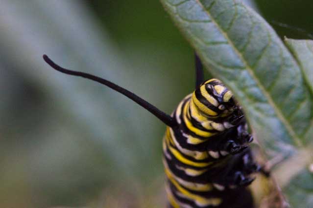 monarch caterpillar on butterfly plant